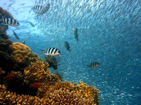 underwater fish Venezuela